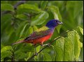 _6SB2420 painted bunting